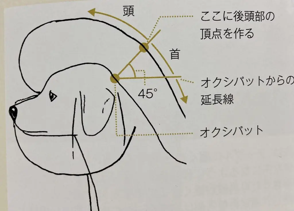 ビションフリーゼ】のトリミングテクニック！“５つの”カットポイントが