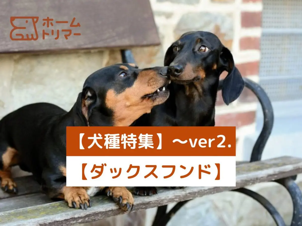 【犬種特集】～ver5.ミニチュアシュナウザーの特徴と魅力を紹介 – 自宅出張トリミング「ホームトリマー」