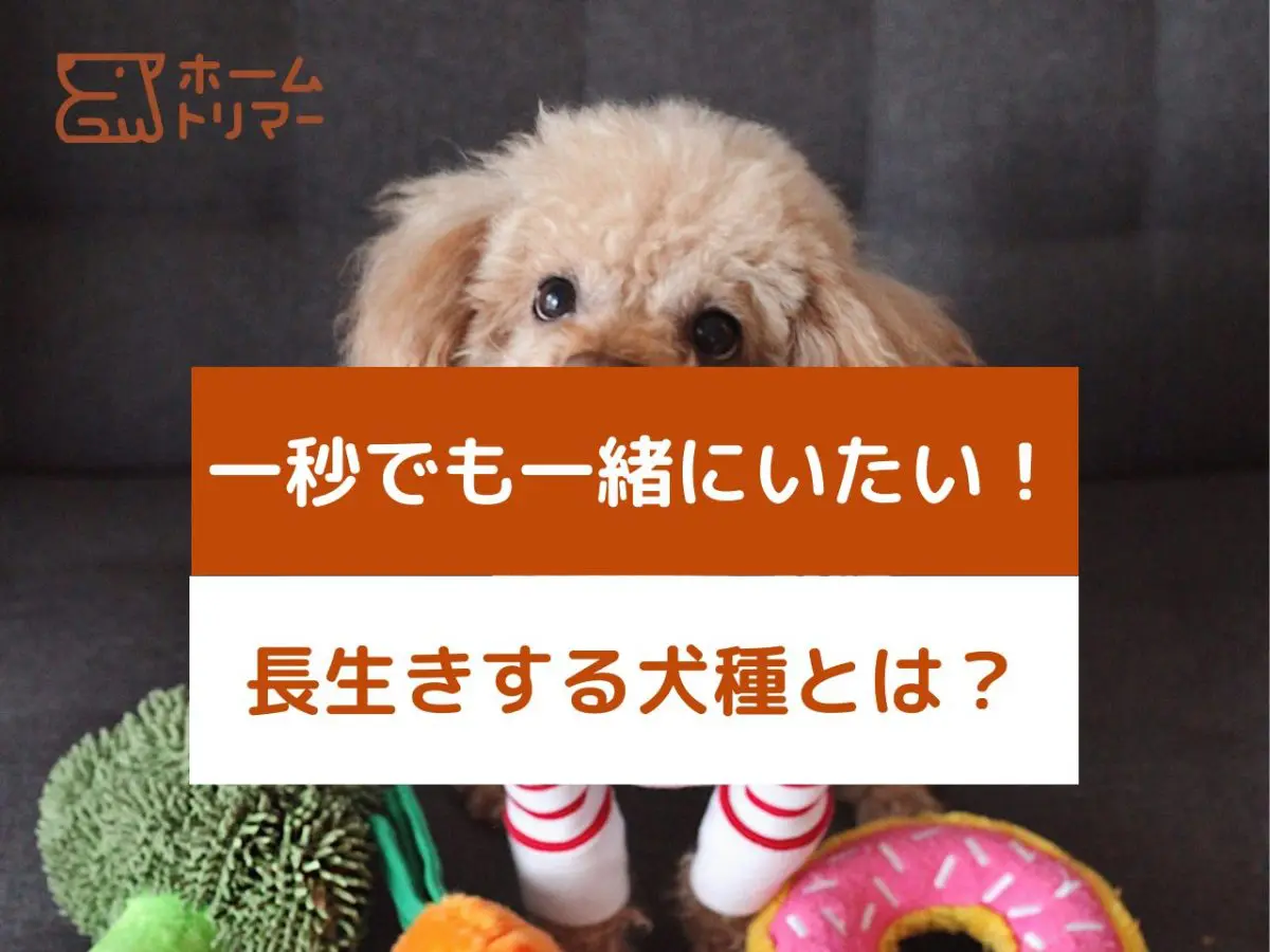 (CD)愛犬家のためのペットロス回復プログラム ~ペットロス症候群を癒すセラピーCD~ ペットロス体験記】愛犬を失ってから心を癒やすまでの道のり