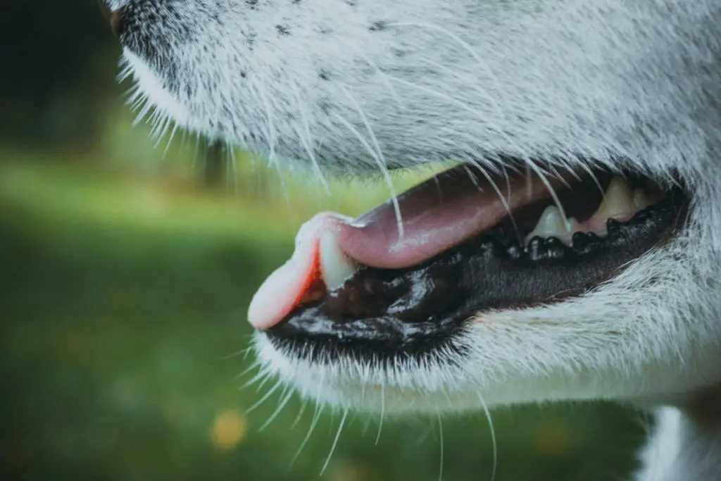 犬の歯石がひどい！口臭原因に効果的なデンタルケアと予防策とは？ – 自宅出張トリミング「ホームトリマー」