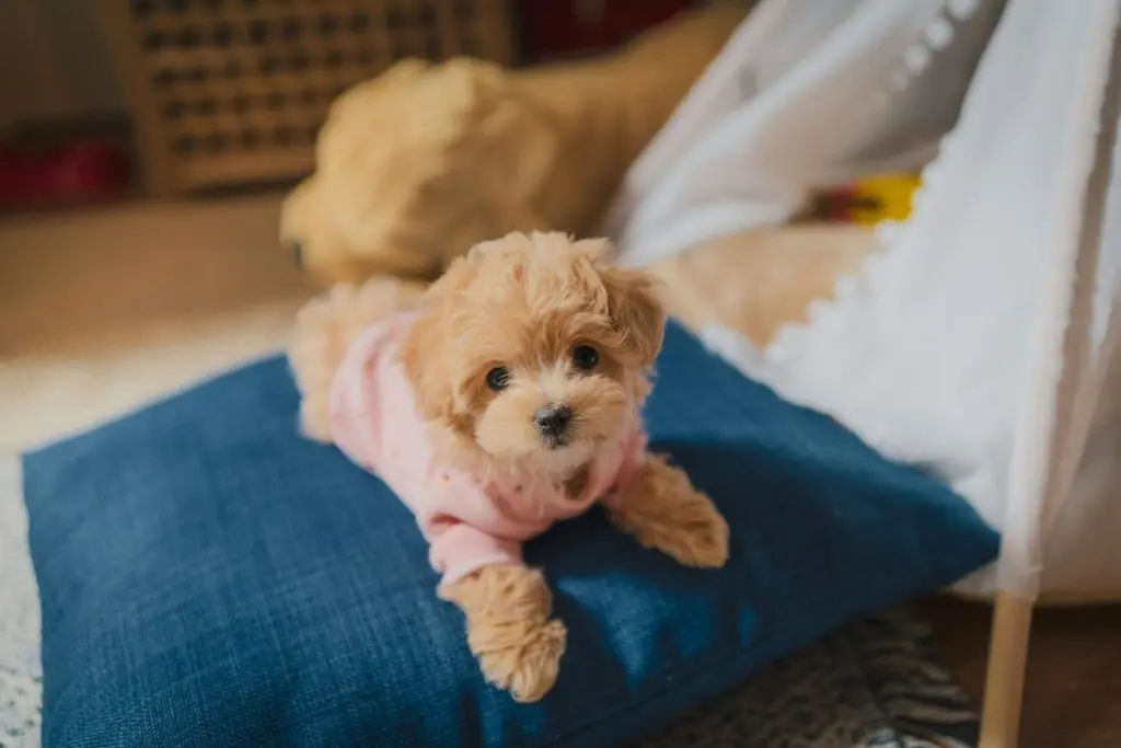 トイ プードル 子犬 シャンプー いつから オファー