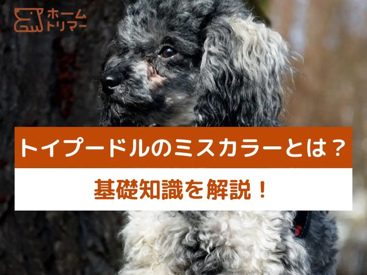 ❶オーダー中止中です　　トイプードルオーダー専用 ➀オーダー中止中です トイプードルオーダー専用 【公式通販】