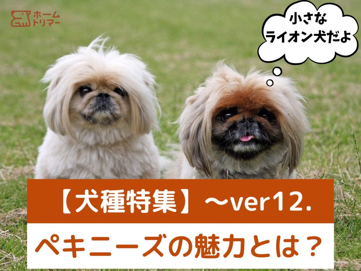 犬種特集】～ver12.宮廷で愛された小さなライオン犬！ペキニーズの魅力 – 自宅出張トリミング「ホームトリマー」