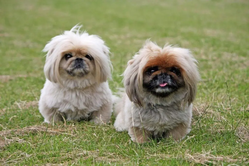 犬種特集】～ver12.宮廷で愛された小さなライオン犬！ペキニーズの魅力 – 自宅出張トリミング「ホームトリマー」