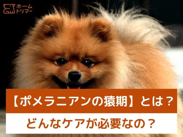 超絶可愛い！】トイプードル✕〇〇犬！人気のミックス5種類をご紹介